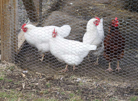 close up on chicken in side coop in back yardの写真素材