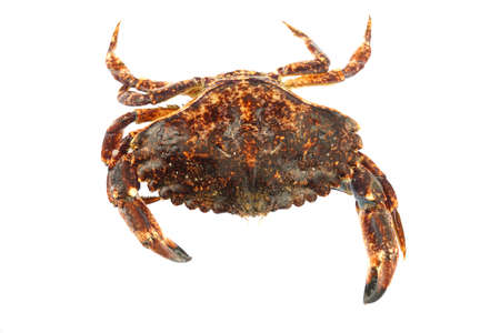 live crab isolated on white backgroundの写真素材