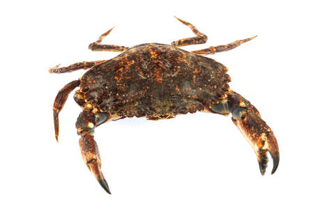 live crab isolated on white backgroundの写真素材