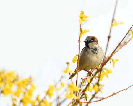 sparrow bird on the tree branch in springの写真素材
