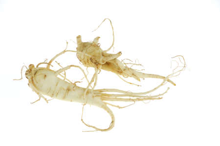 fresh ginseng root isolated on white backgroundの写真素材