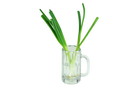 growing green onion in the mugの写真素材