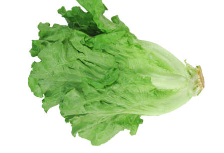 close up on fresh green lettuce textureの写真素材