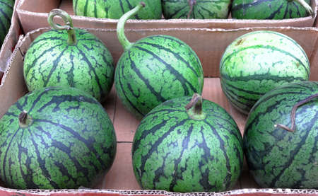 fresh watermelon in container in harvest seasonの写真素材