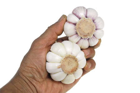 fresh garlic hold in handの写真素材
