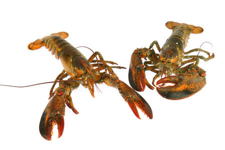 live lobster isolated on white backgroundの写真素材