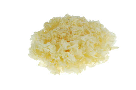 close up on white fungus isolated on white backgroundの写真素材