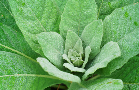 close up on green plant leaves with dew