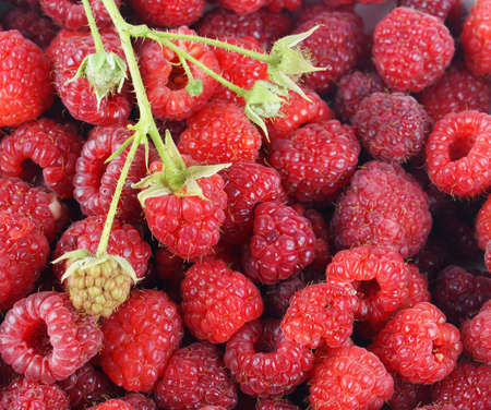 fresh red raspberry as food backgroundの写真素材