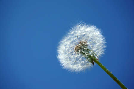 low angle view of dandelion under blue skyの写真素材