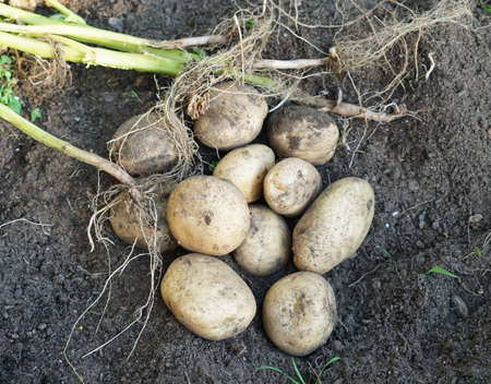 fresh organic potatoes harvest in the fieldの写真素材
