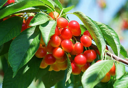 Close up fresh yellow and red cherries on the tree branchの写真素材