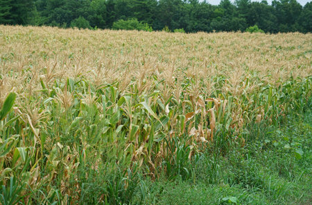 Â close up on corn field in the farmの写真素材