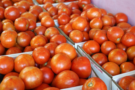 boxes of tomato harvest in the farmの写真素材