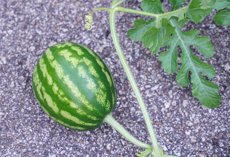 close up on watermelon growing in the home gardenの写真素材