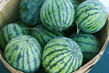 watermelon in container in farm harvest seasonの写真素材