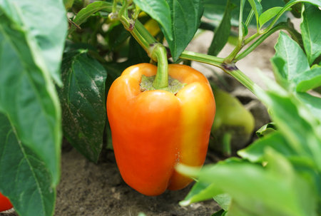 fresh bell pepper growing in the fieldの写真素材