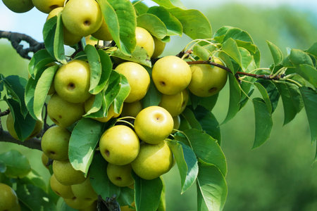 close up on yellow Asian pear on the treeの写真素材