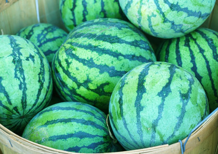 watermelon in container in farm harvest seasonの写真素材