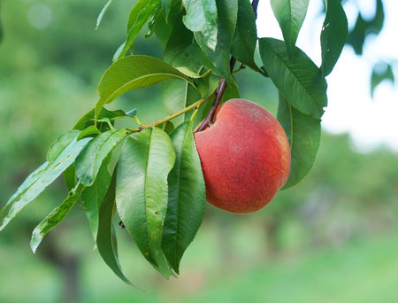 close up on fresh peaches on the branchの写真素材