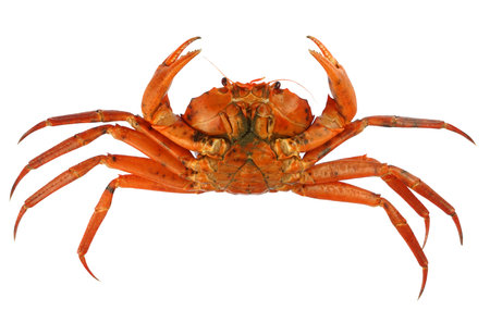raw Atlantic red crab isolated on white backgroundの写真素材