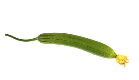 fresh picked luffa isolated on white backgroundの写真素材