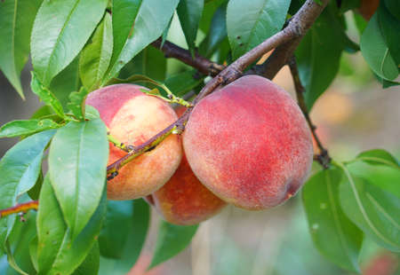 close up on fresh peaches on the branchの写真素材