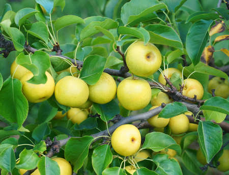 close up on yellow Asian pear on the treeの写真素材