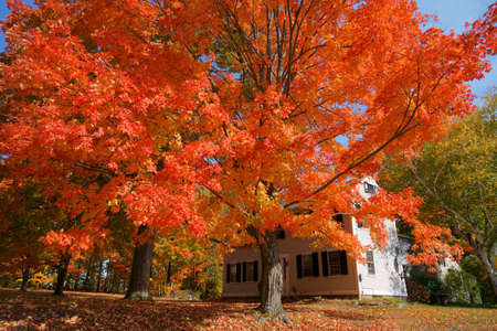 Â red autumn trees in front yard in residential area