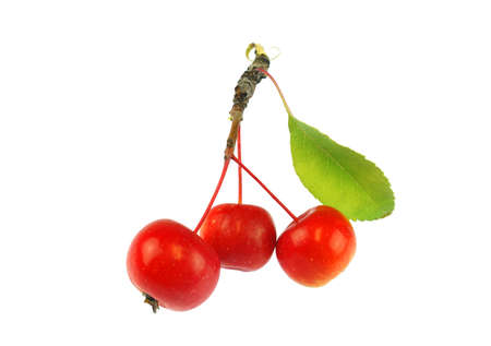 fresh picked crab apple isolated on white backgroundの写真素材