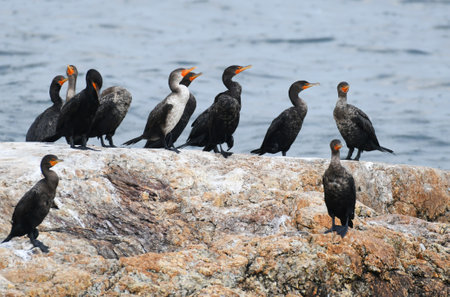 double crested cormorant standing on the rock in beachの写真素材