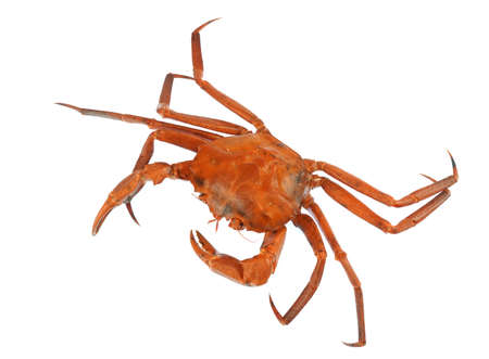 raw Atlantic red crab isolated on white backgroundの写真素材