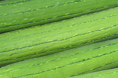 close up on fresh picked luffa textureの写真素材