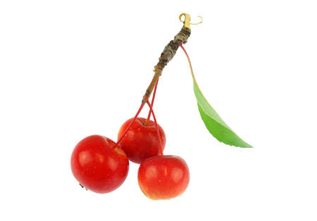 fresh picked crab apple isolated on white backgroundの写真素材