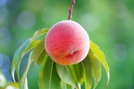 close up on fresh peaches on the branchの写真素材