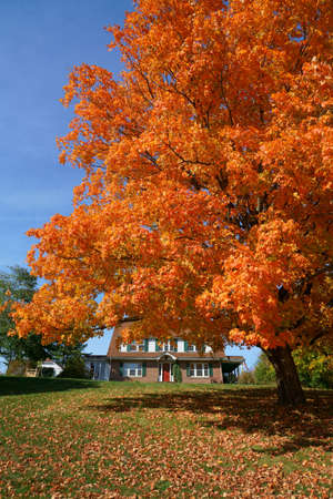 red autumn trees in front yard in residential areaの写真素材