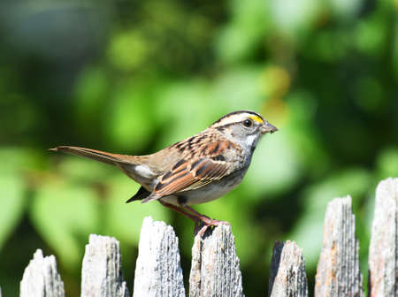 sparrow standing on wooden fence in backyardの写真素材