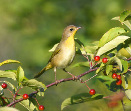 warbler bird on the tree branch with red fruitの写真素材