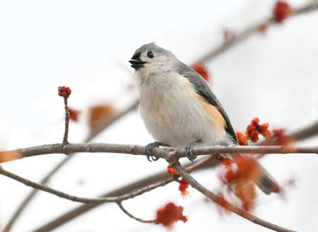tufted titmouse standing on tree branch in springの写真素材
