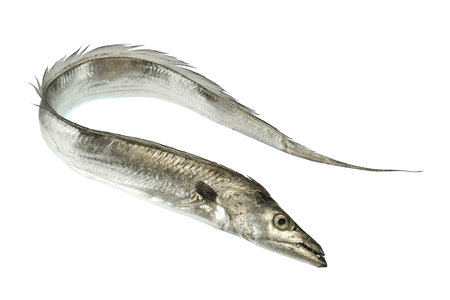 close up on single ribbon fish isolated on white backgroundの写真素材