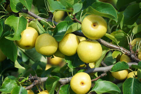 close up on yellow Asian pear on the treeの写真素材