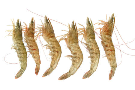 Fresh living shrimp isolated on white backgroundの写真素材