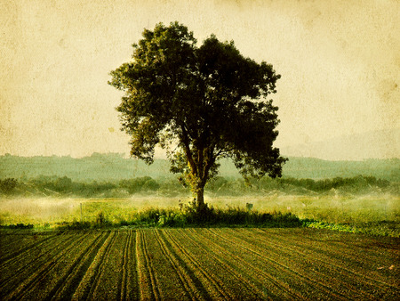 Single tree in the middle of green fieldの写真素材