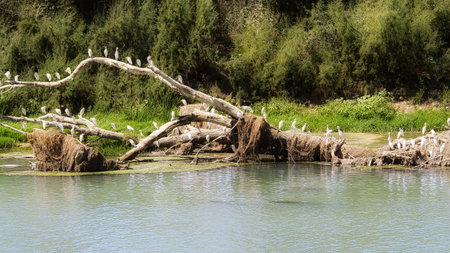 Flock of common egret perched on a trunk in the Ebro river in the city of Zaragozaの写真素材