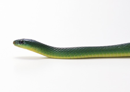 Greater green snakeの写真素材