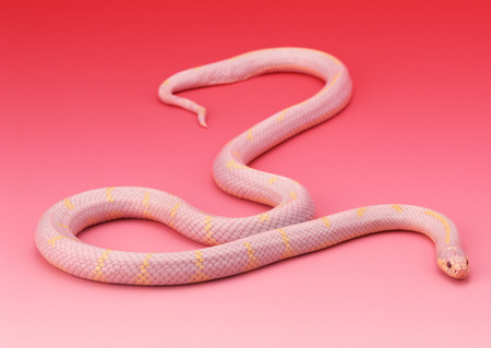 Albino California king snakeの写真素材
