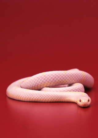 Albino California king snakeの写真素材