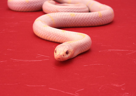 Albino California king snakeの写真素材