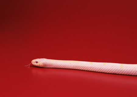 Albino California king snakeの写真素材