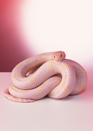 Albino California king snakeの写真素材